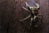 Phobia Removal